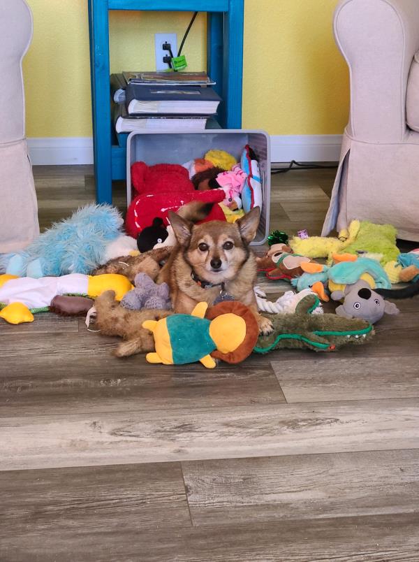 /Images/uploads/Love Connection Dog Rescue/LCDR/entries/23145.jpg